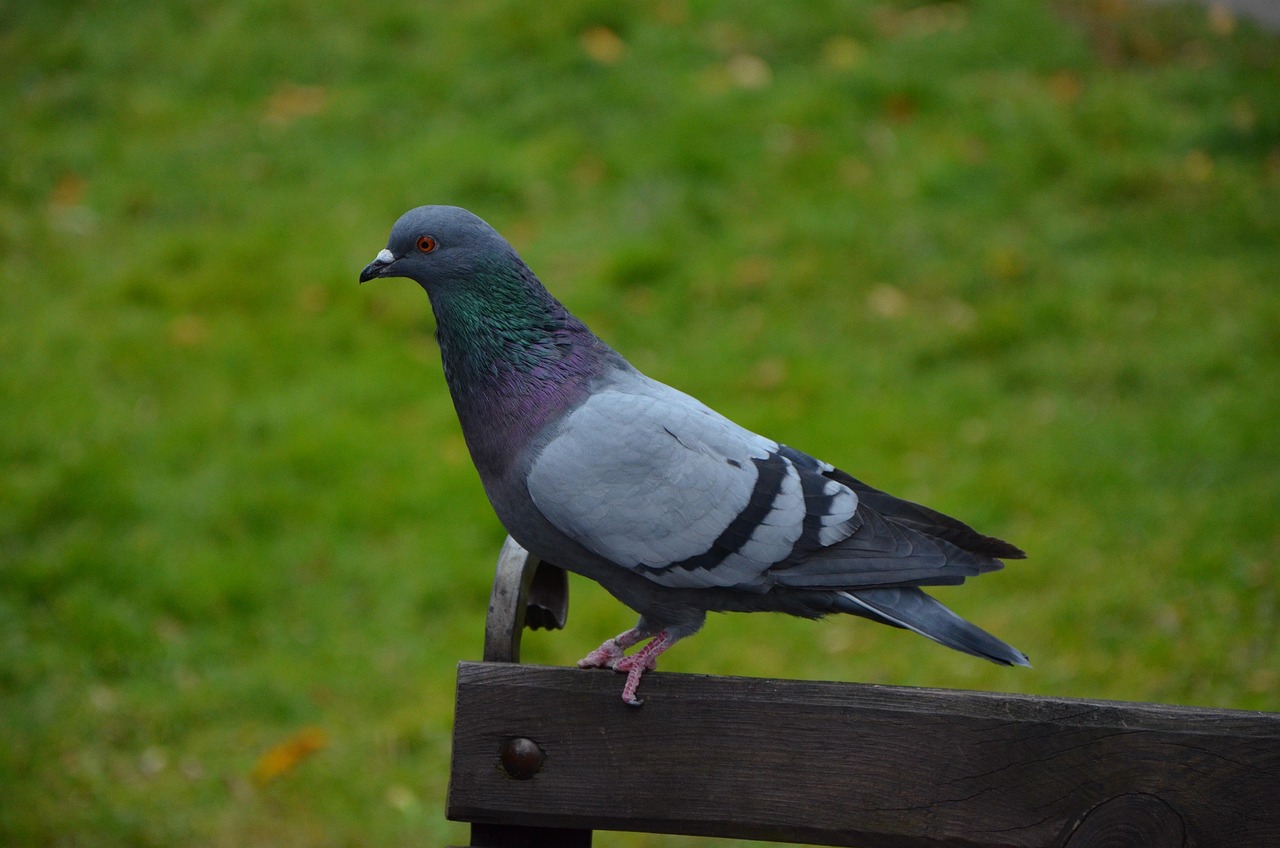 pigeon picture