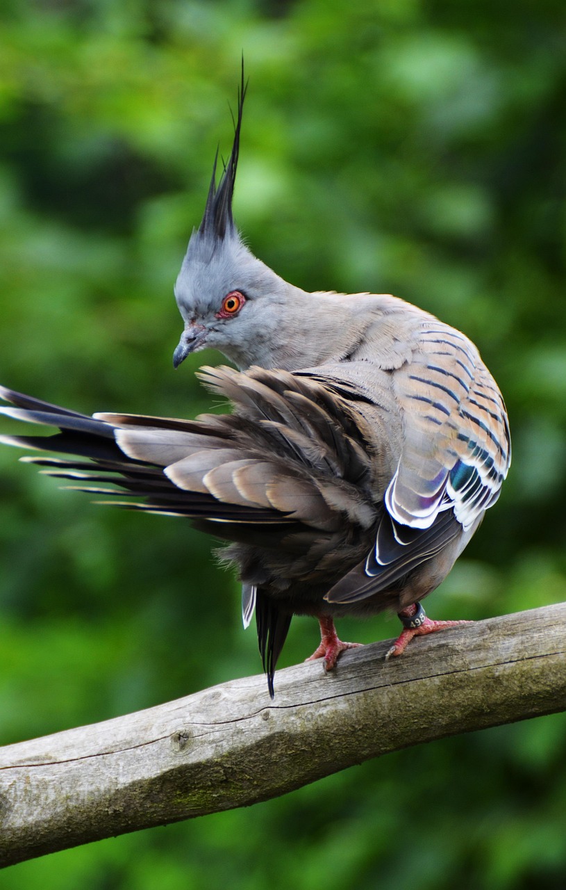 pigeon picture