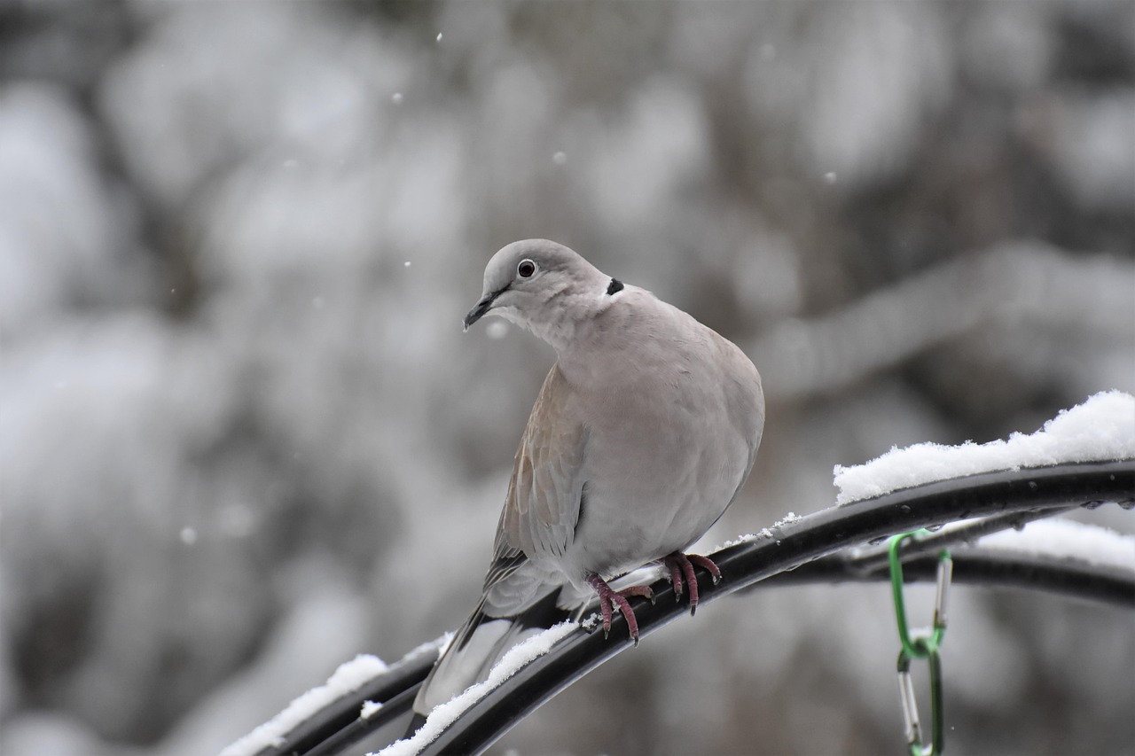 Pigeon Picture