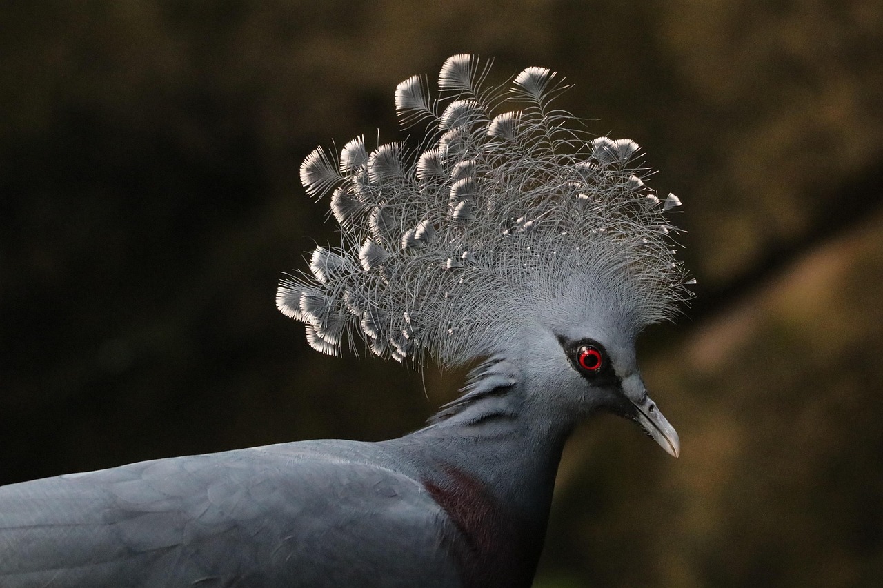 Pigeon Picture