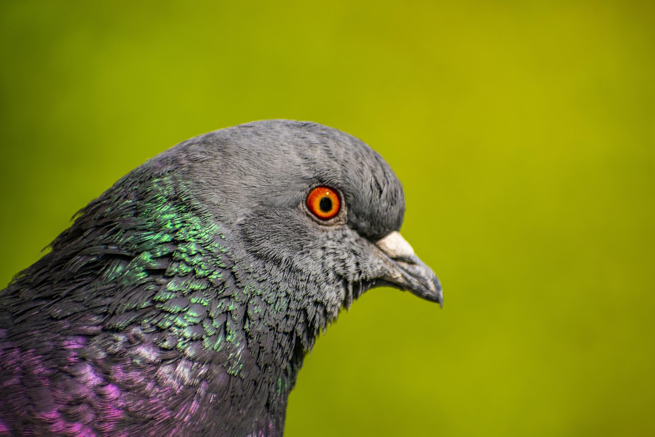 Pigeon Picture