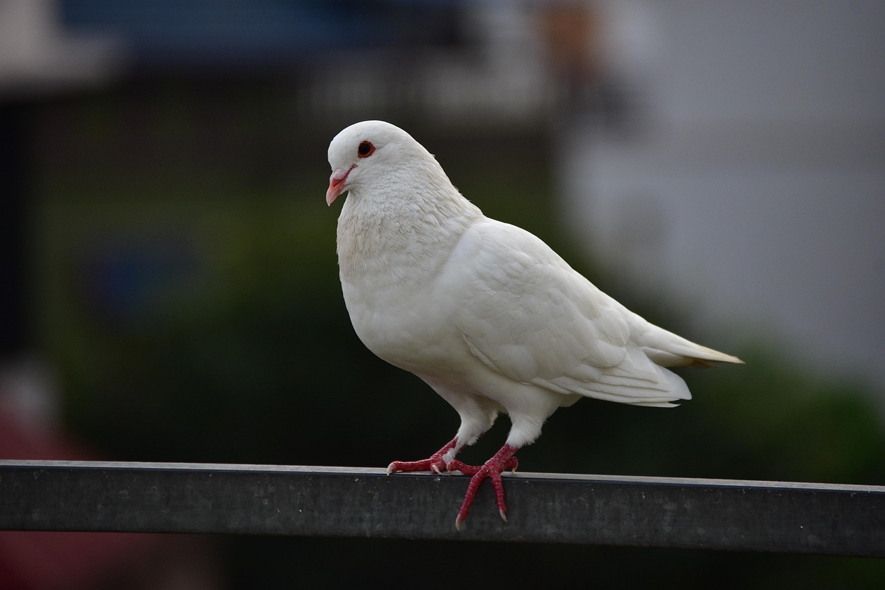 Pigeon Picture