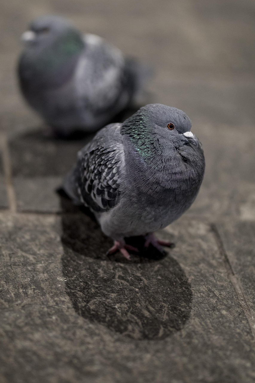 Pigeon Picture