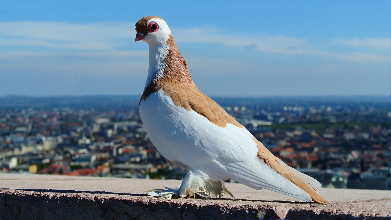 Pigeon Picture