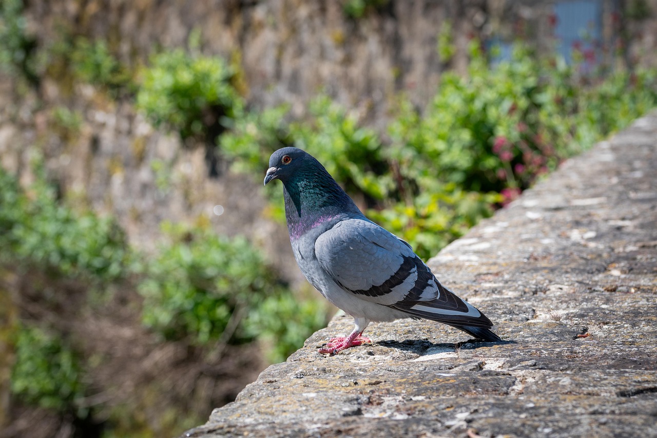 Pigeon Picture