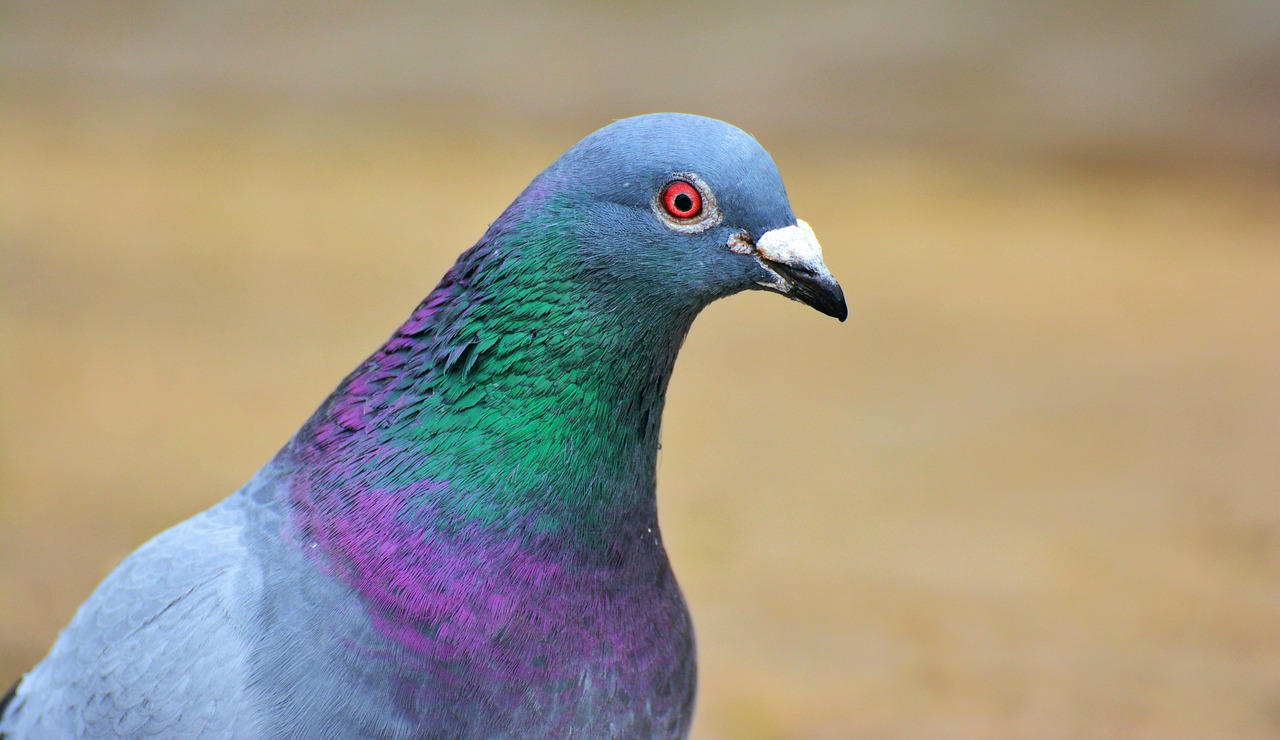 Pigeon Picture
