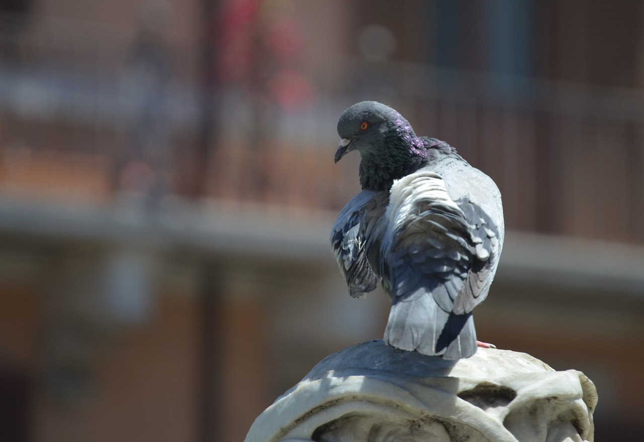 Pigeon Picture