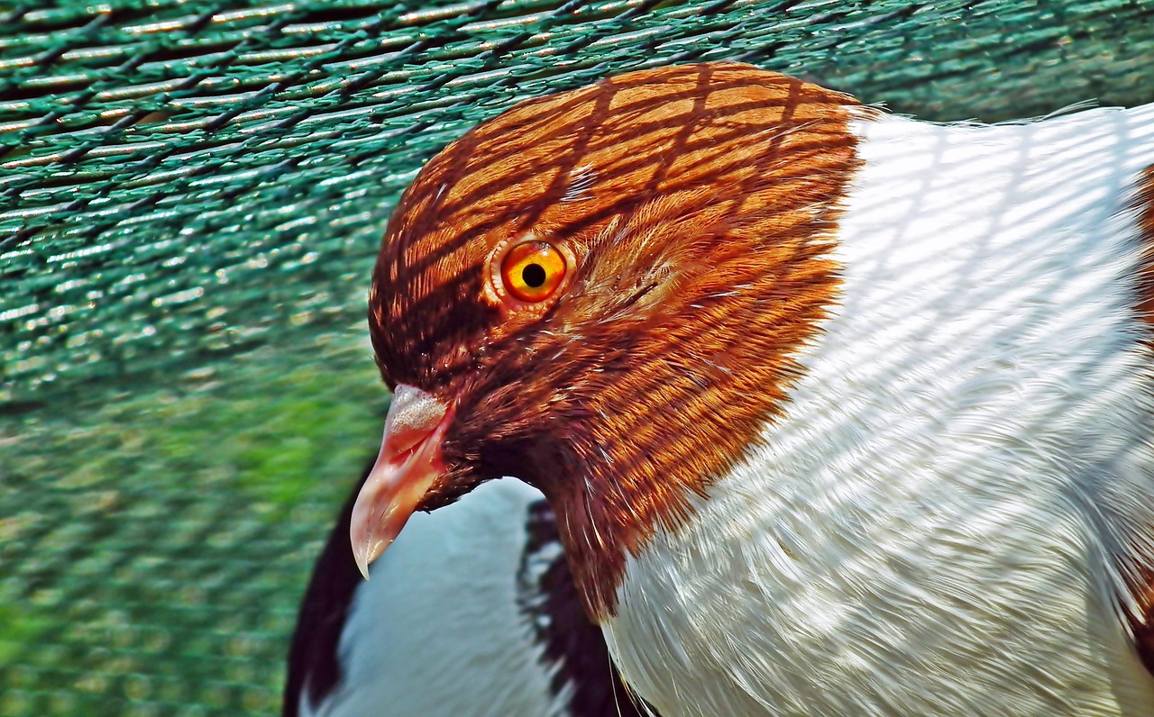 Pigeon Picture