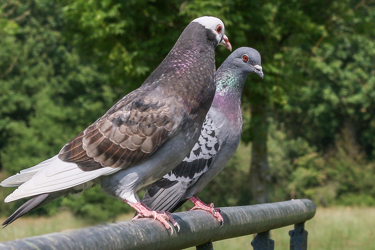 Pigeon Picture