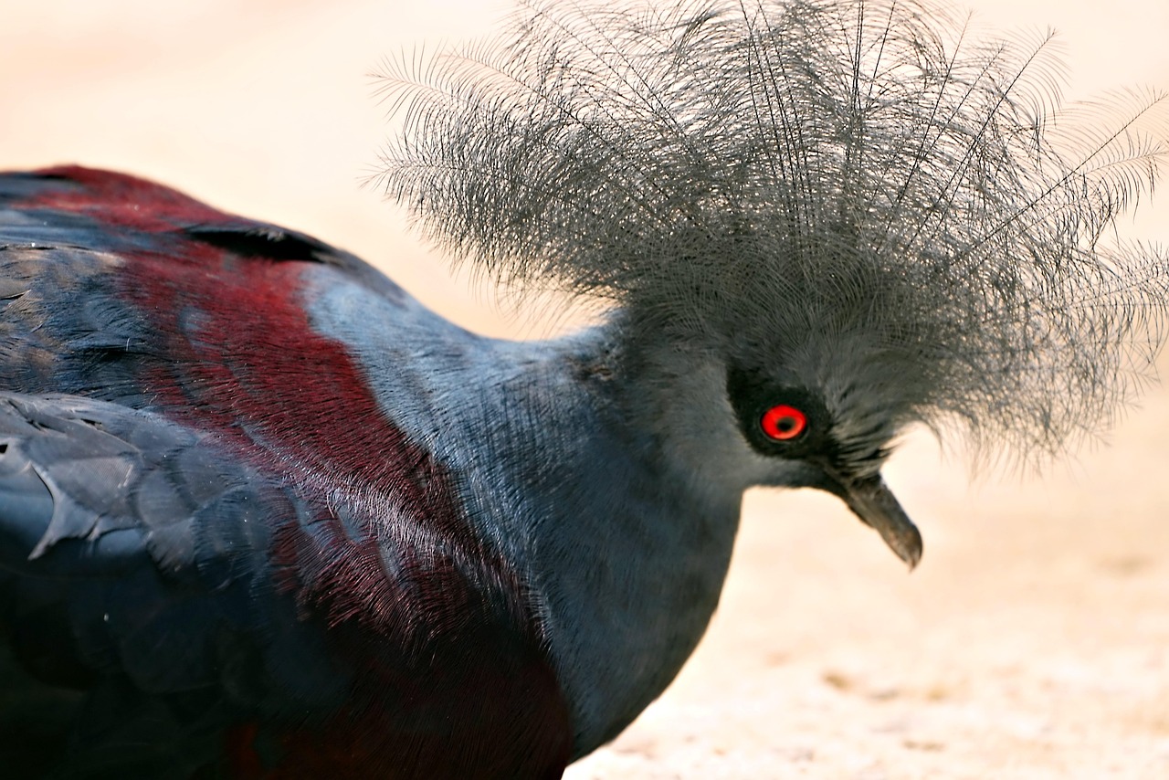 Pigeon Picture