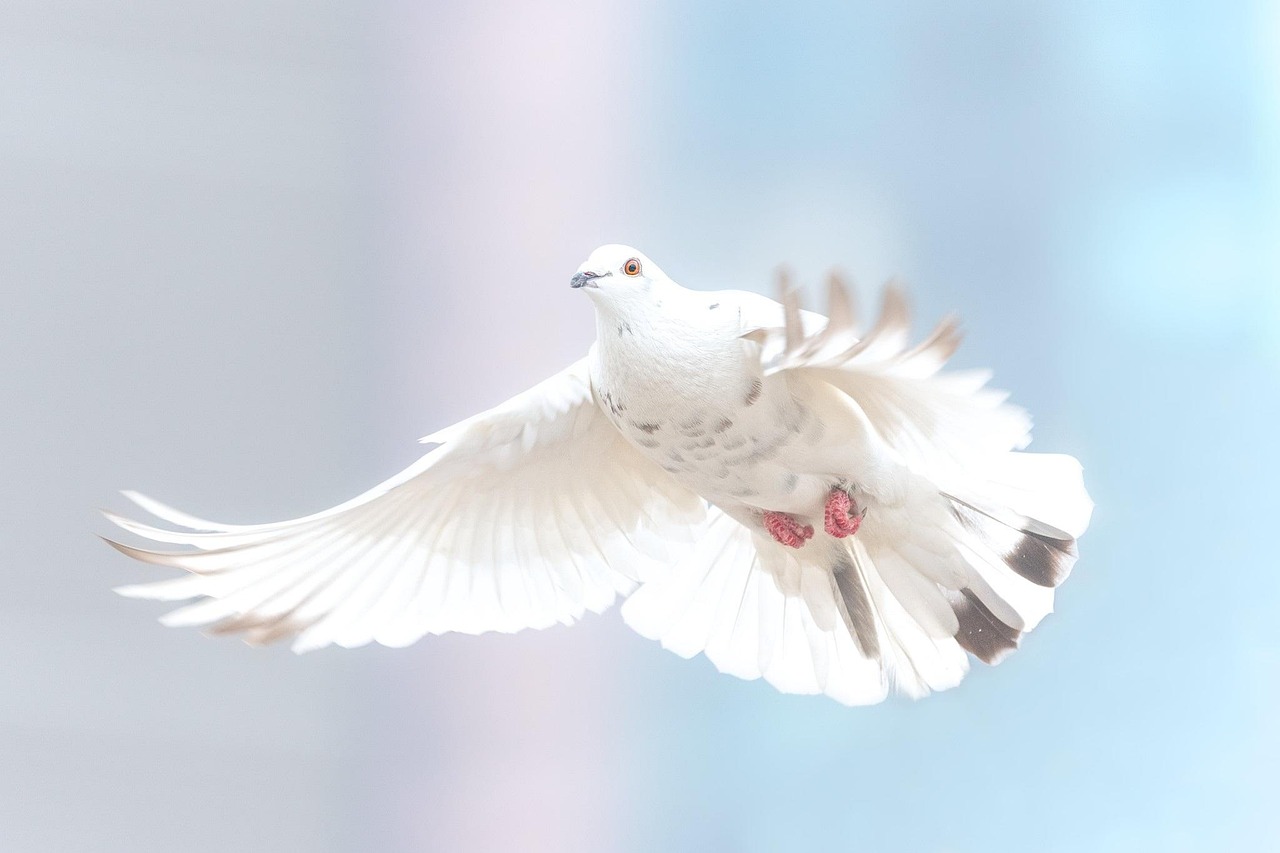 Pigeon Picture