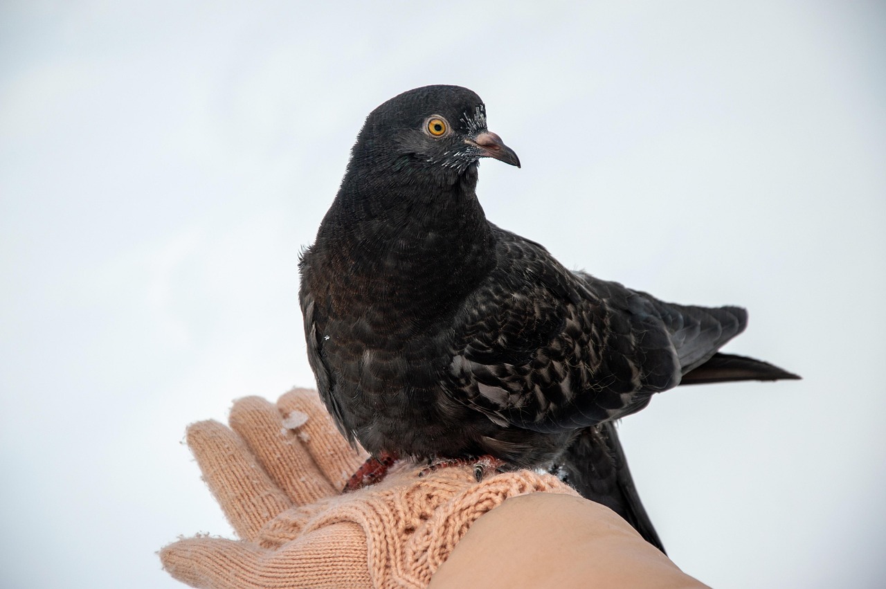 Pigeon Picture