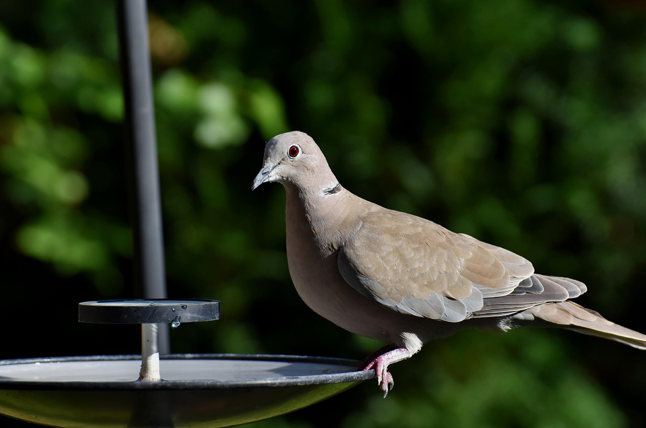 Pigeon Picture
