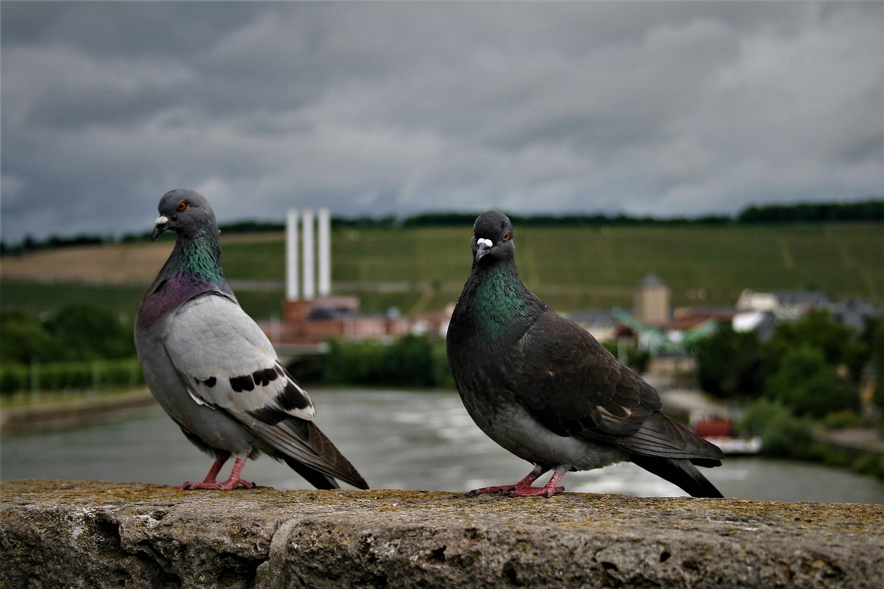 Pigeon Picture
