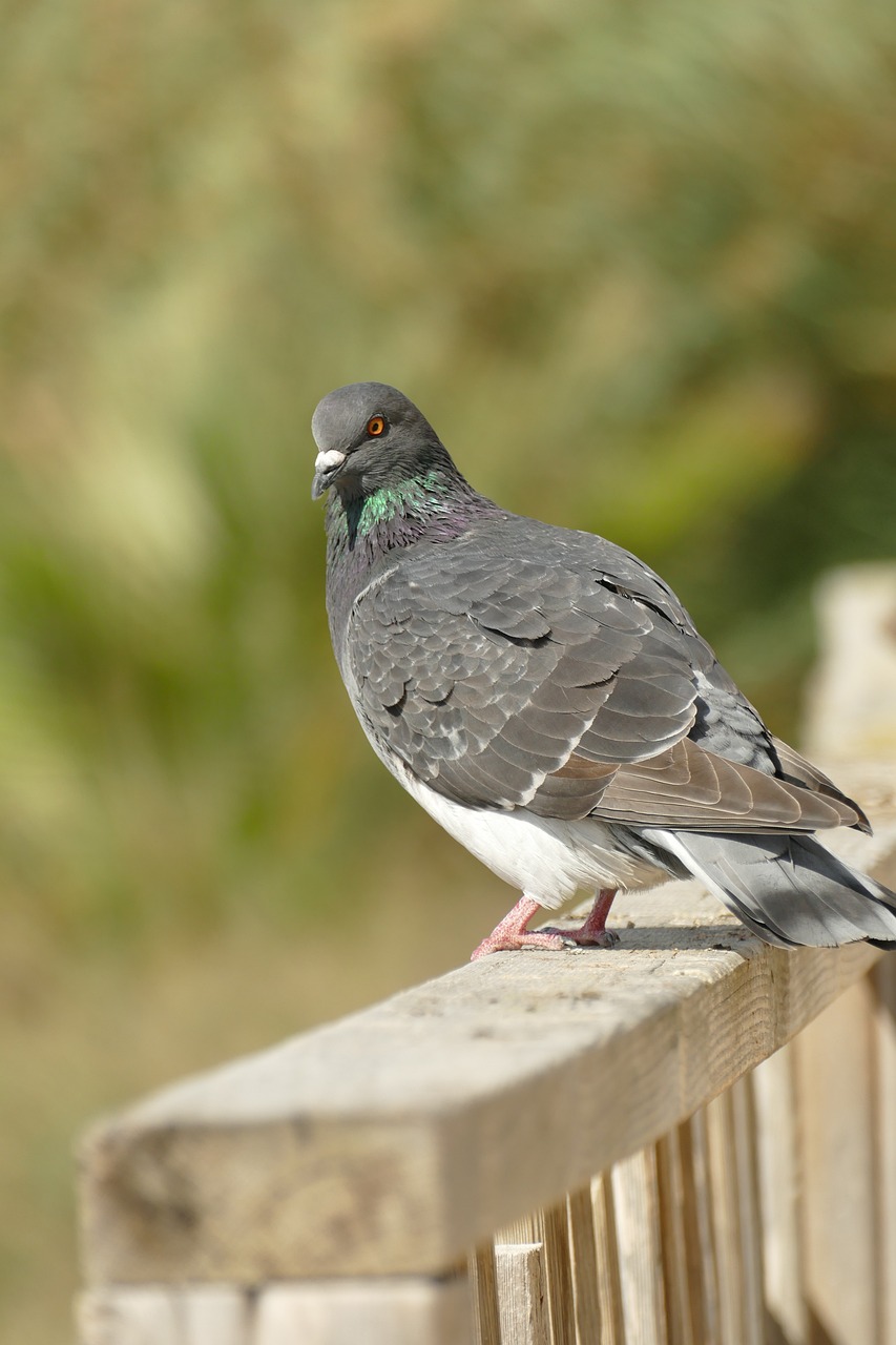 Pigeon Picture
