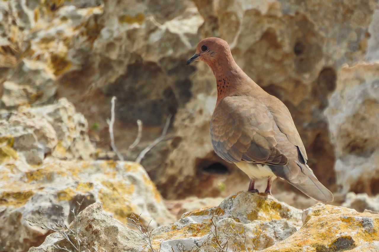Pigeon Picture