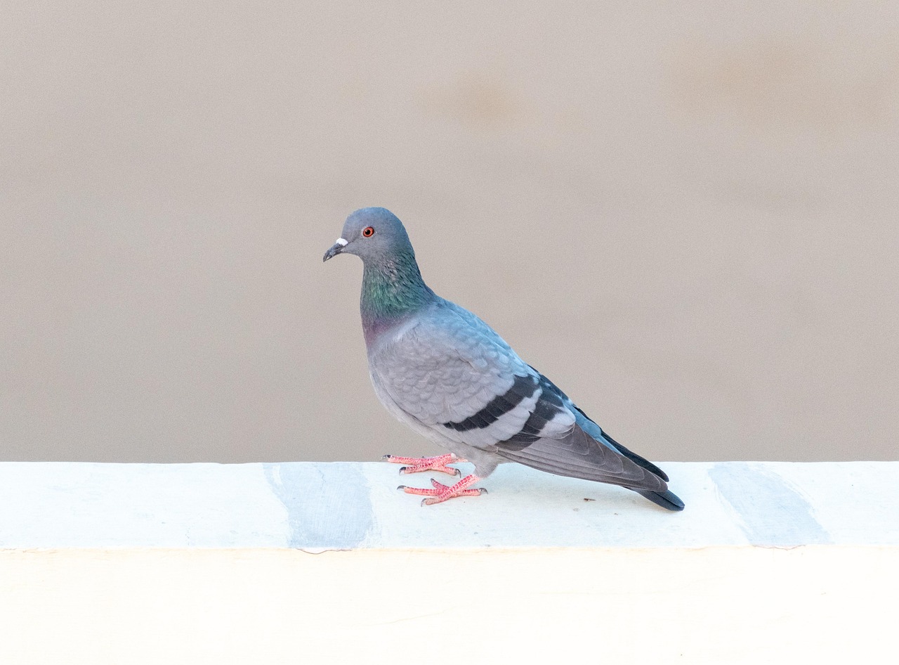 Pigeon Picture