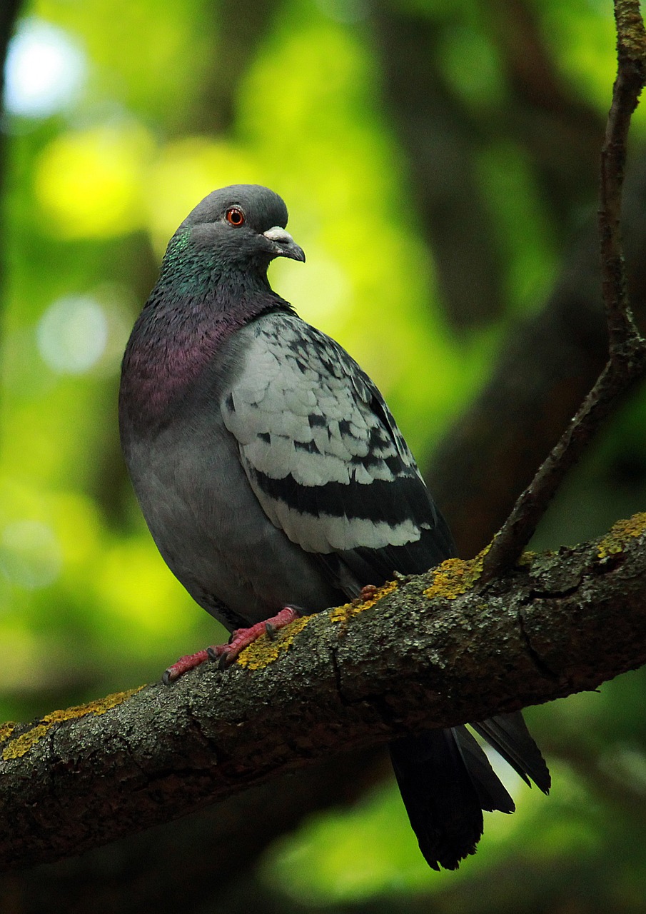 Pigeon Picture