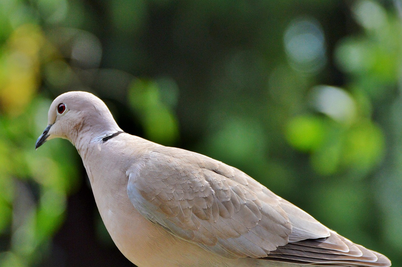 Pigeon Picture