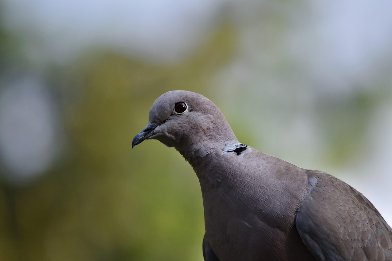 Pigeon Picture