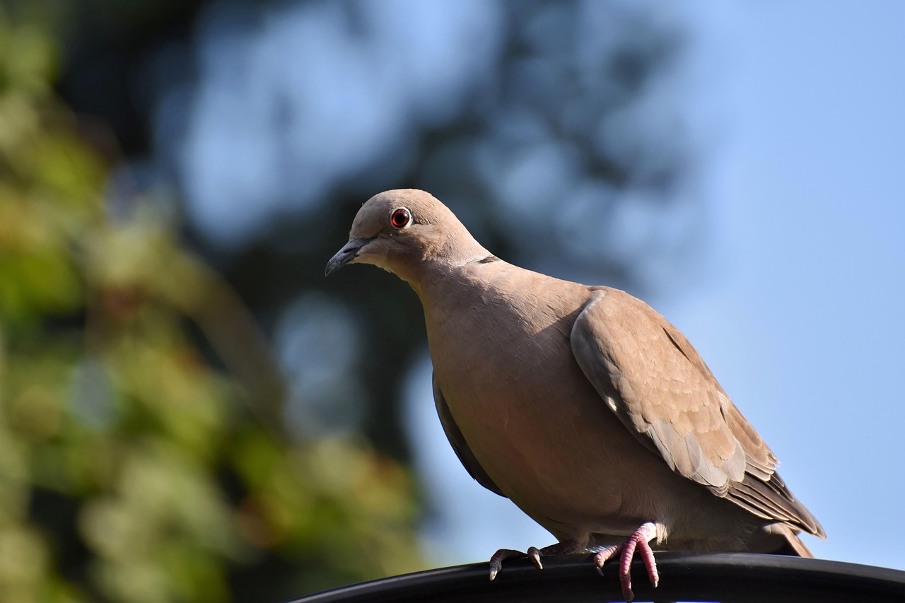 Pigeon Picture
