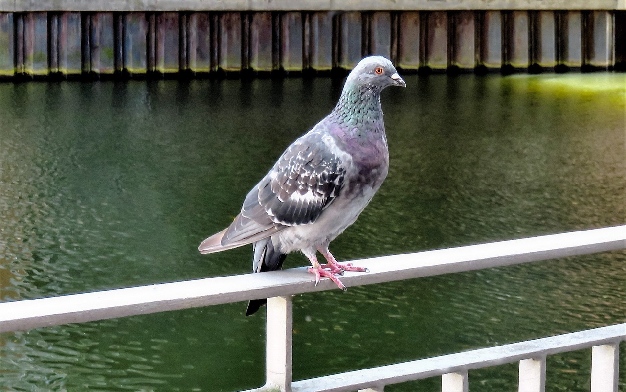 Pigeon Picture