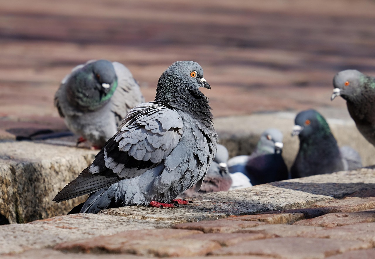 Pigeon Picture