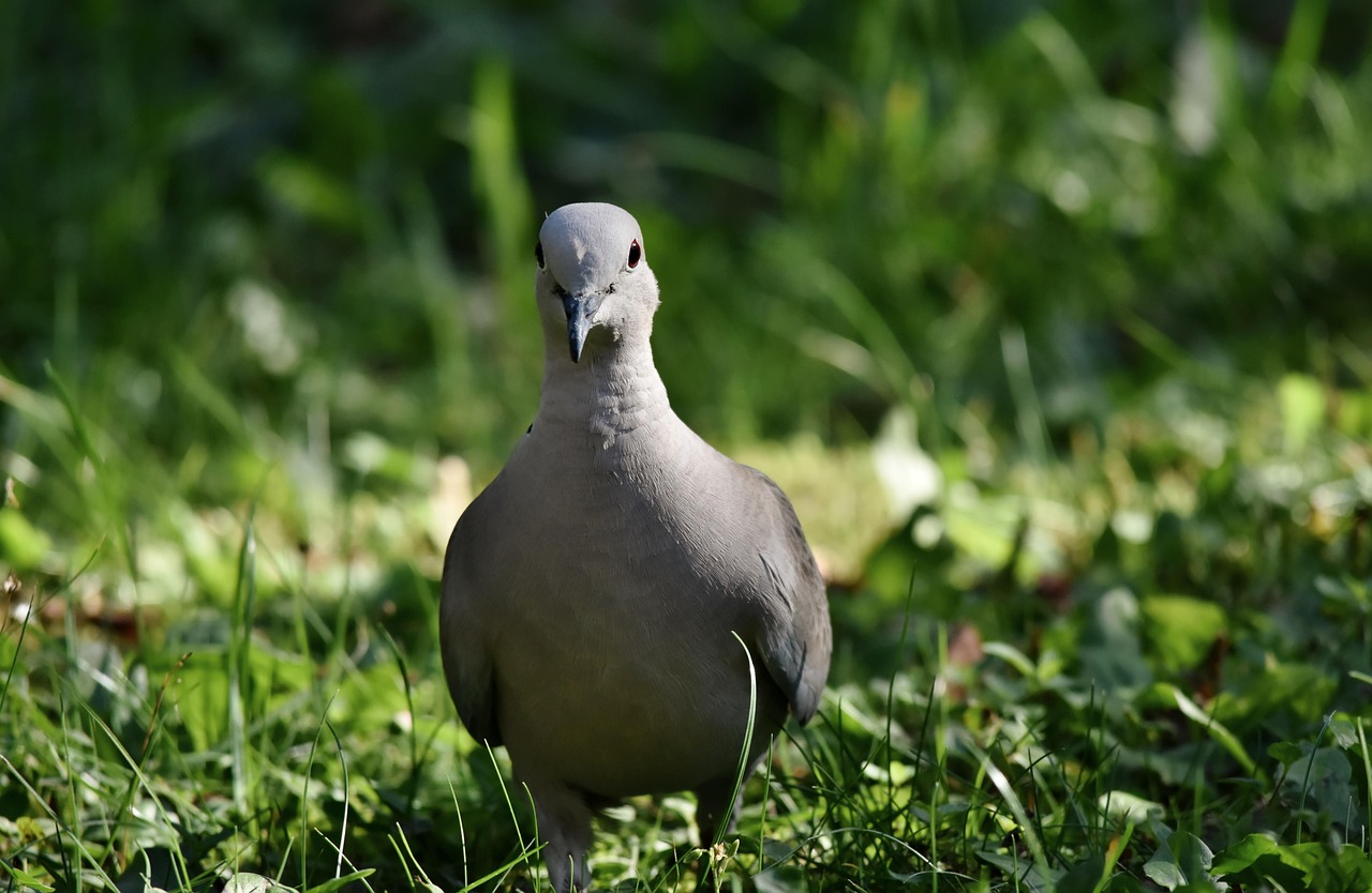 Pigeon Picture