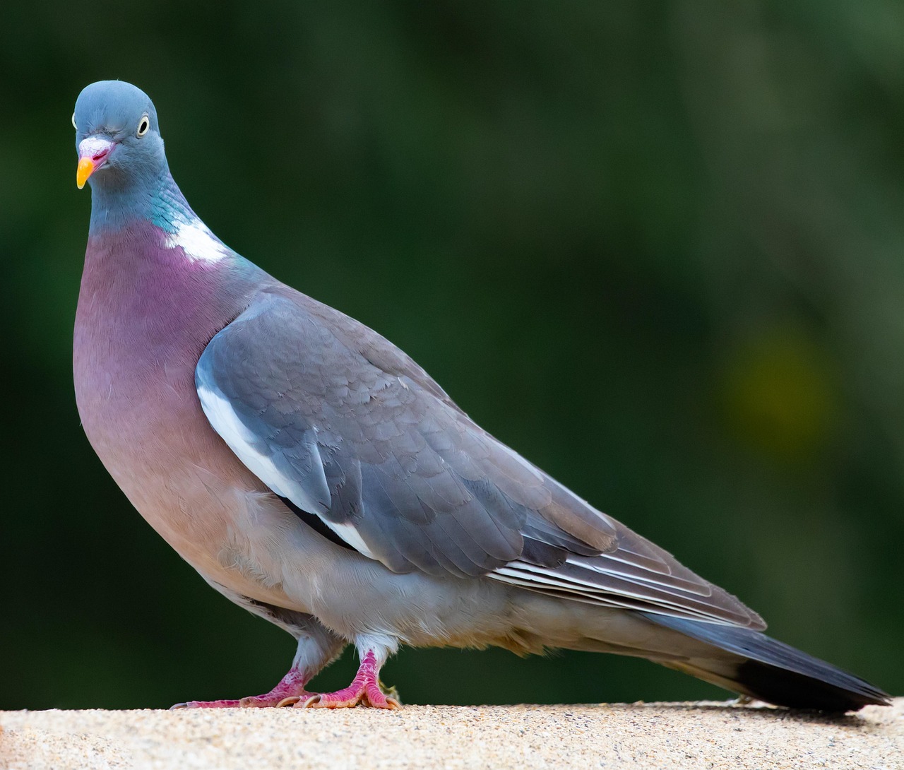 Pigeon Picture