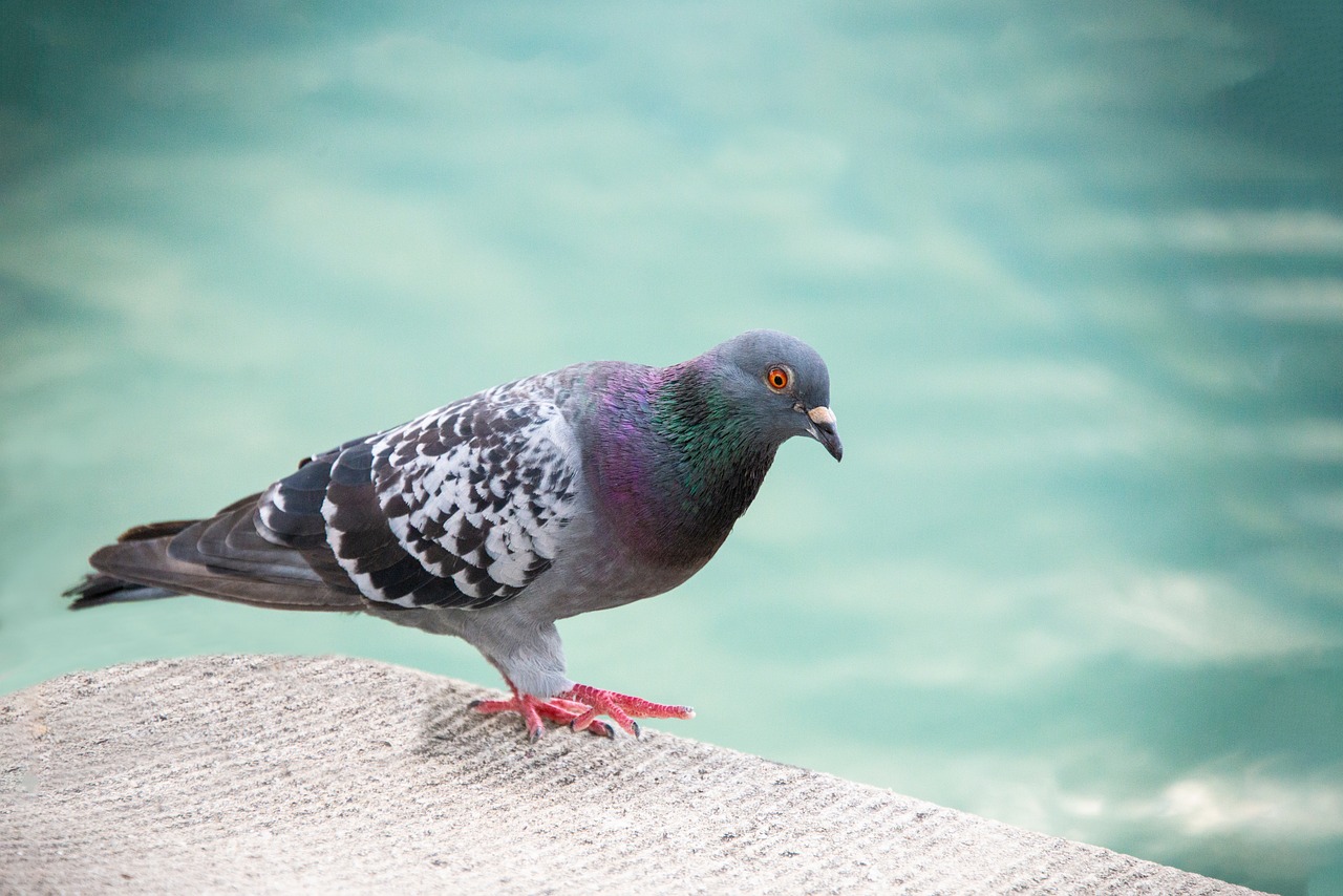 Pigeon Picture