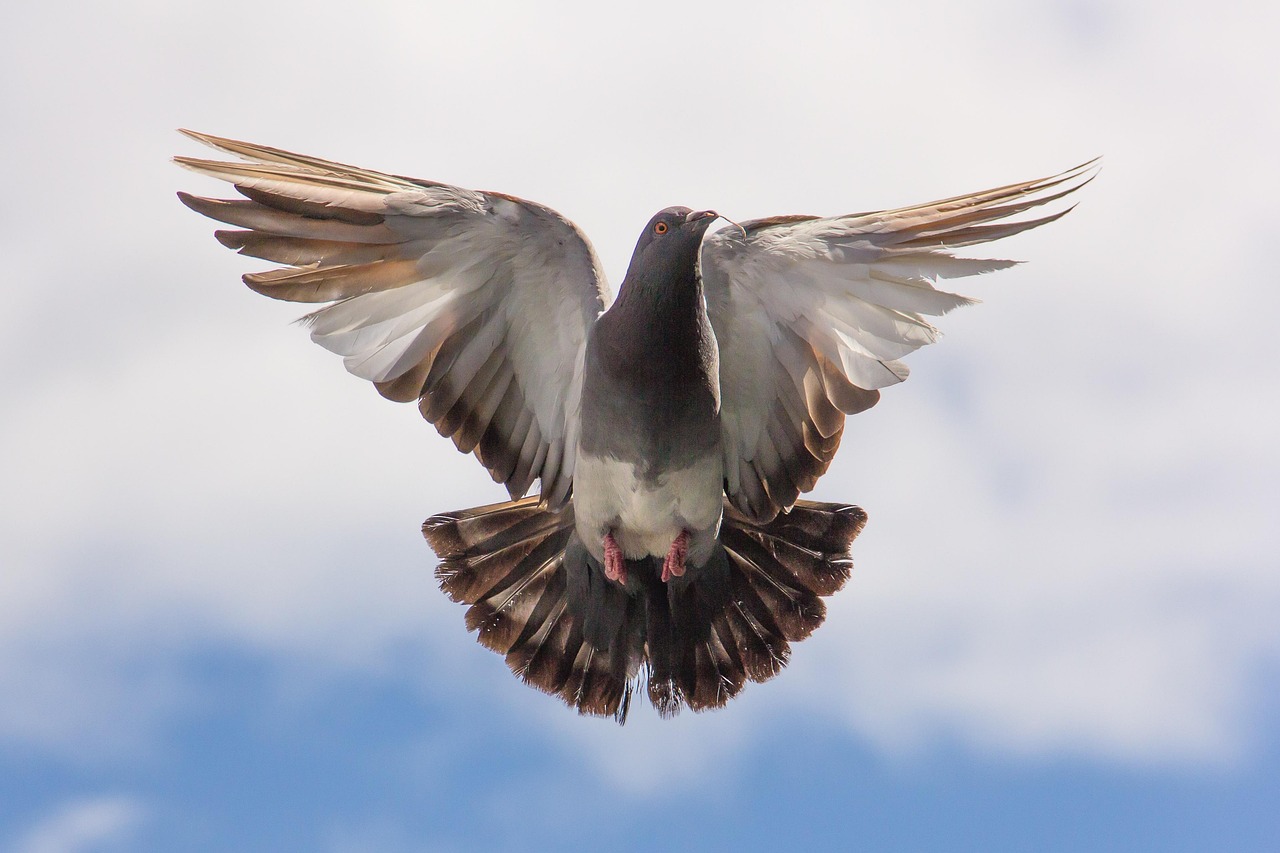 Pigeon Picture