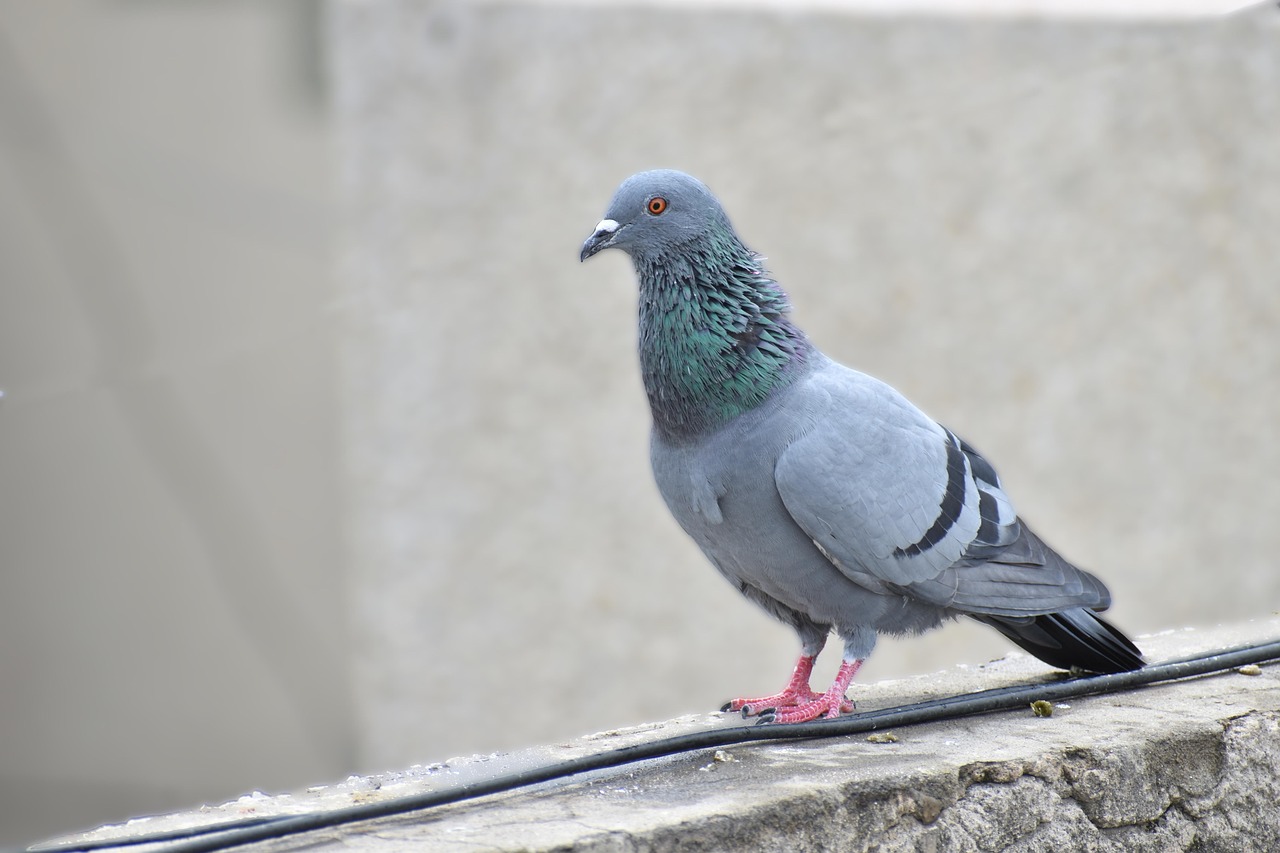 Pigeon Picture