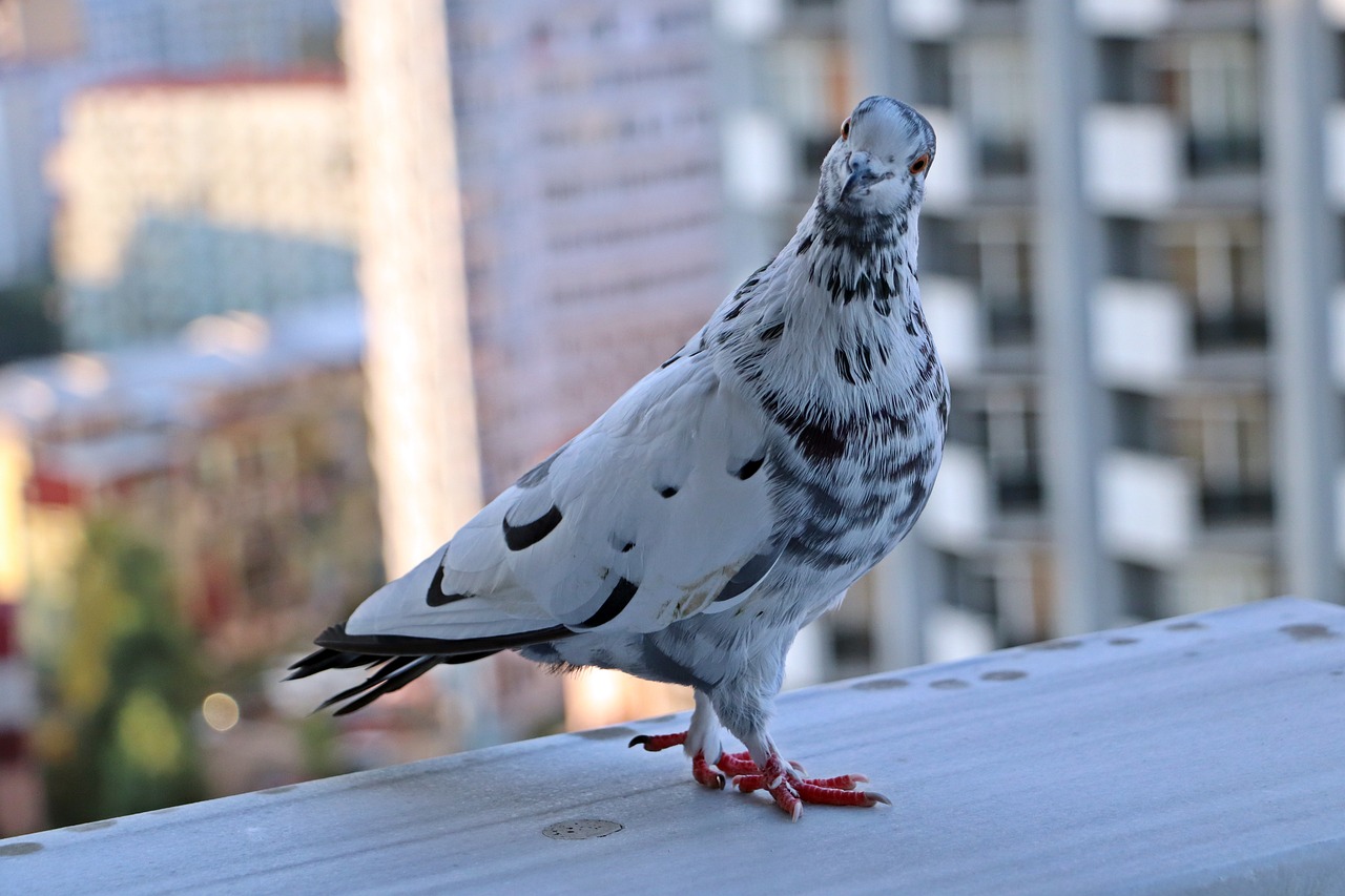 Pigeon Picture