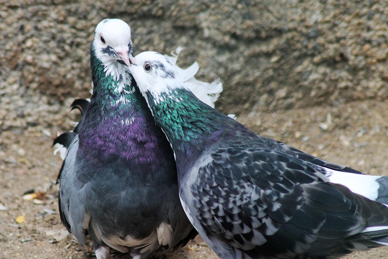 Pigeon Picture