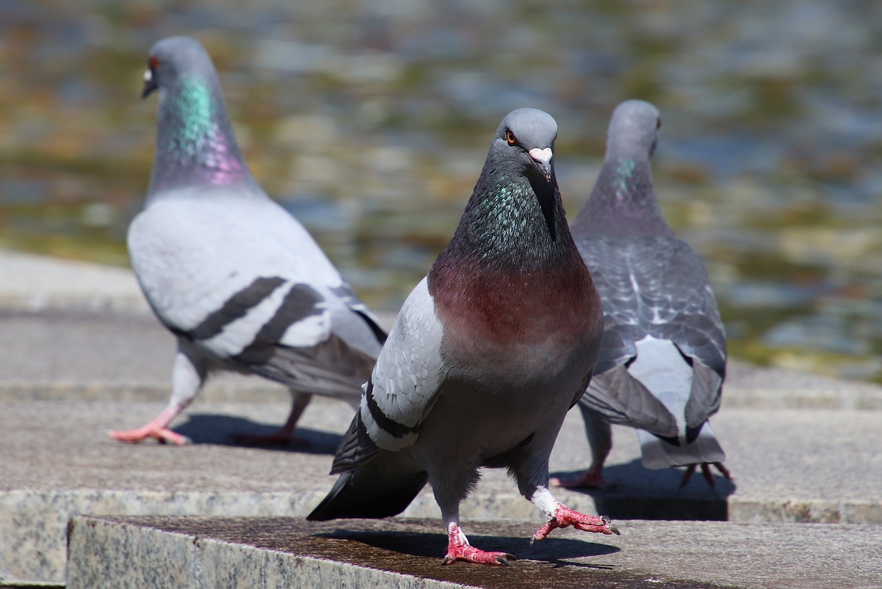 Pigeon Picture