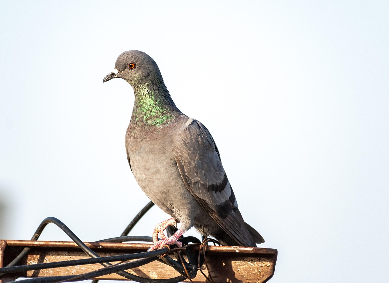 Pigeon Picture