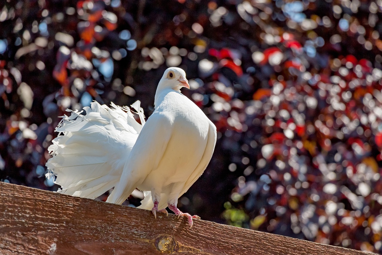Pigeon Picture