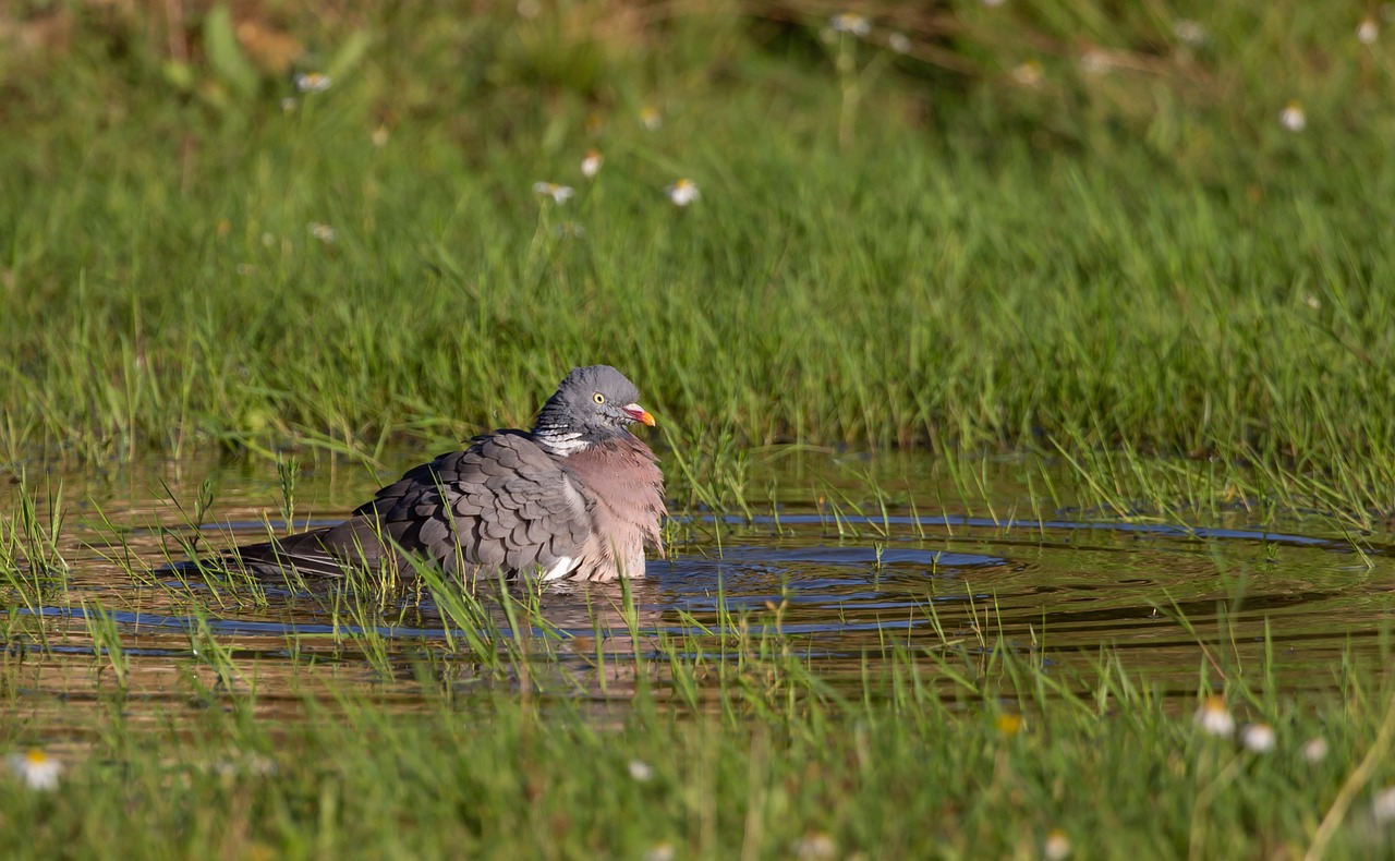 Pigeon Picture