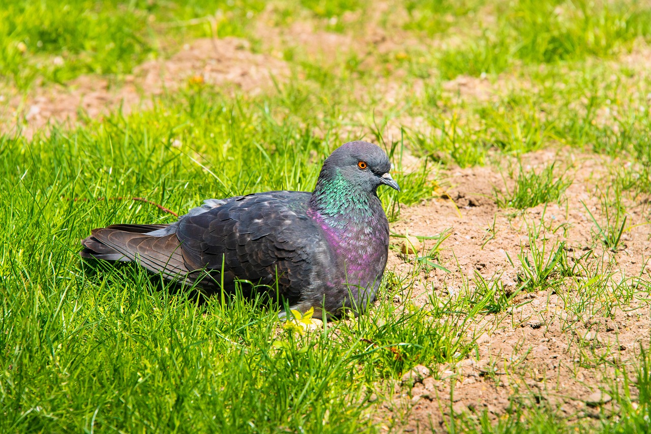 Pigeon Picture