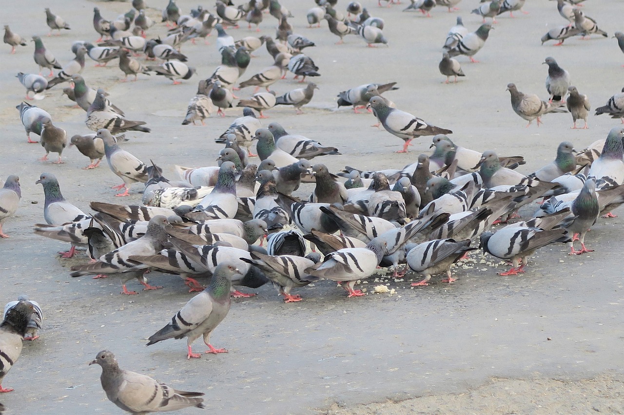 Pigeon Picture