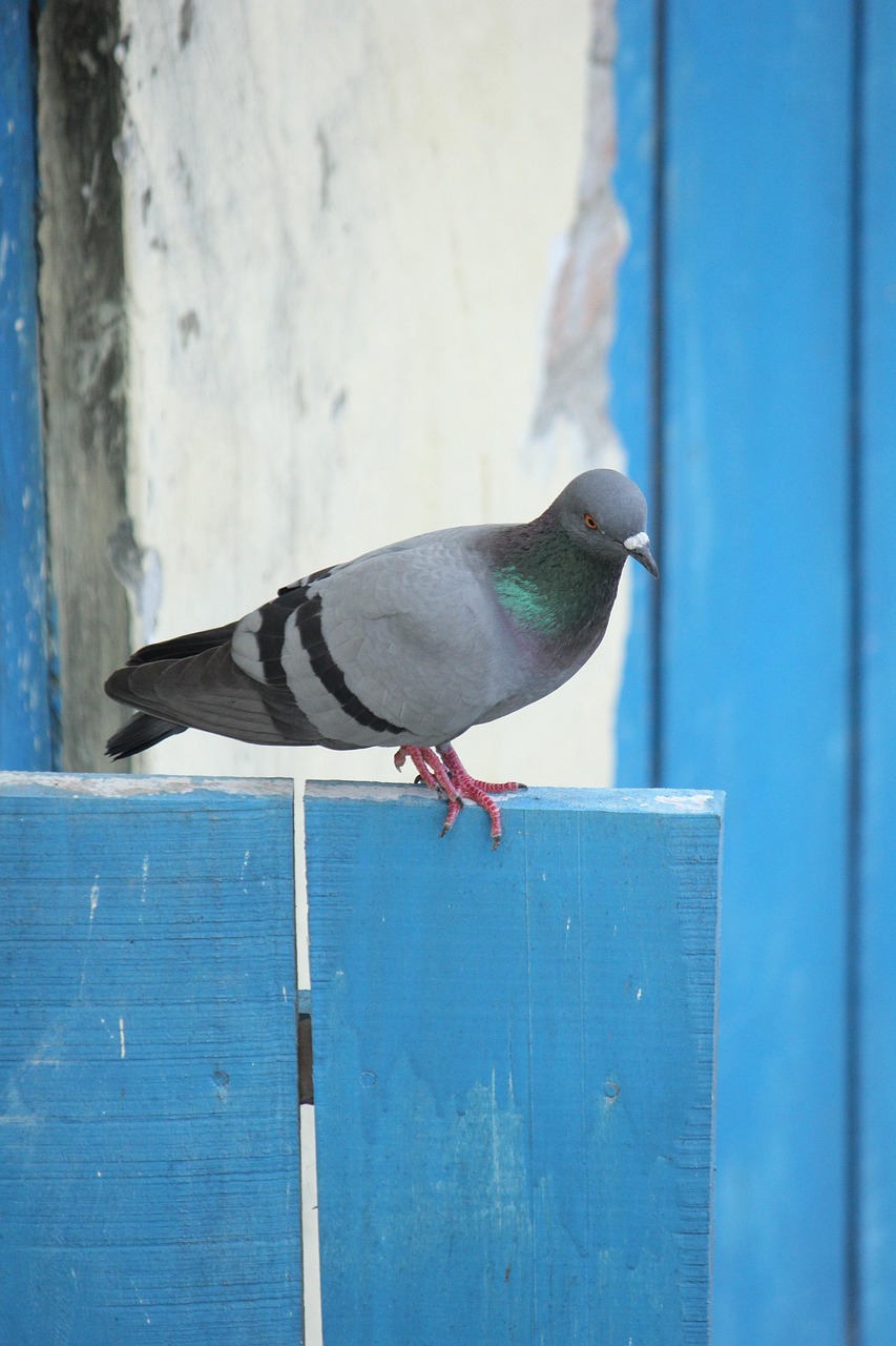 Pigeon Picture