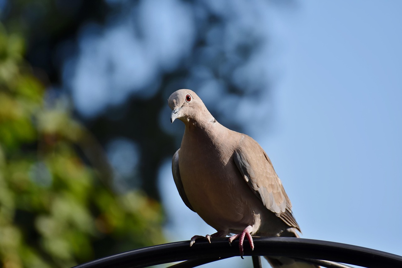 Pigeon Picture