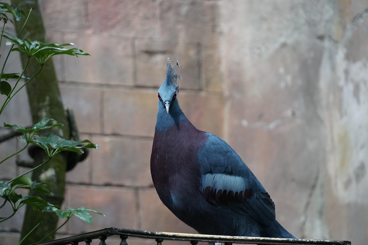 Pigeon Picture
