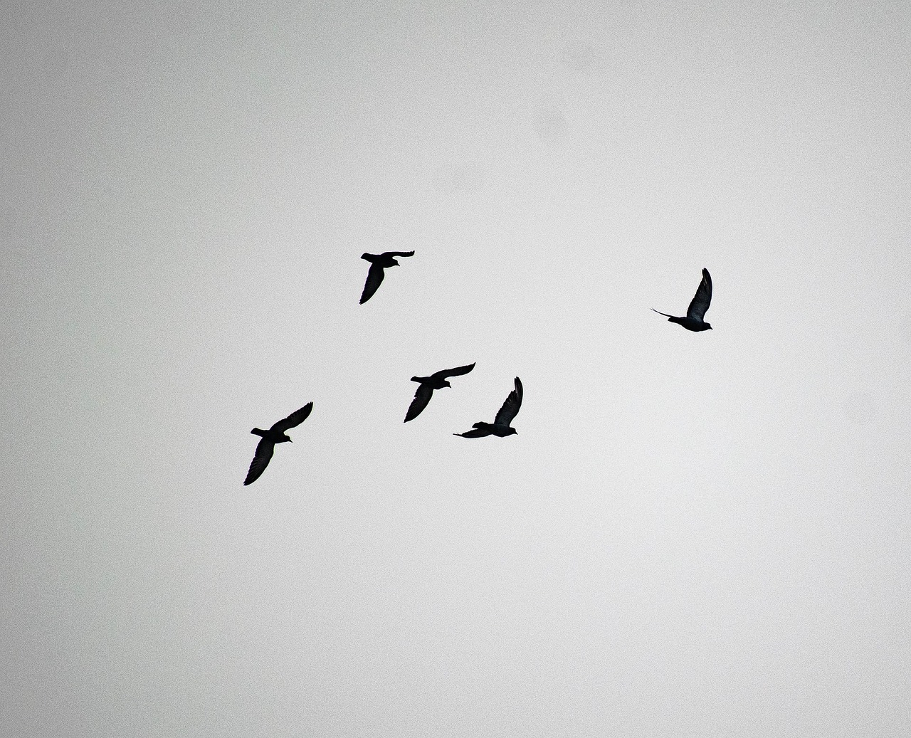 Pigeon Picture
