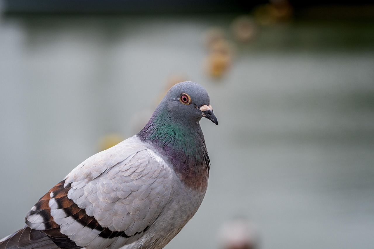 Pigeon Picture