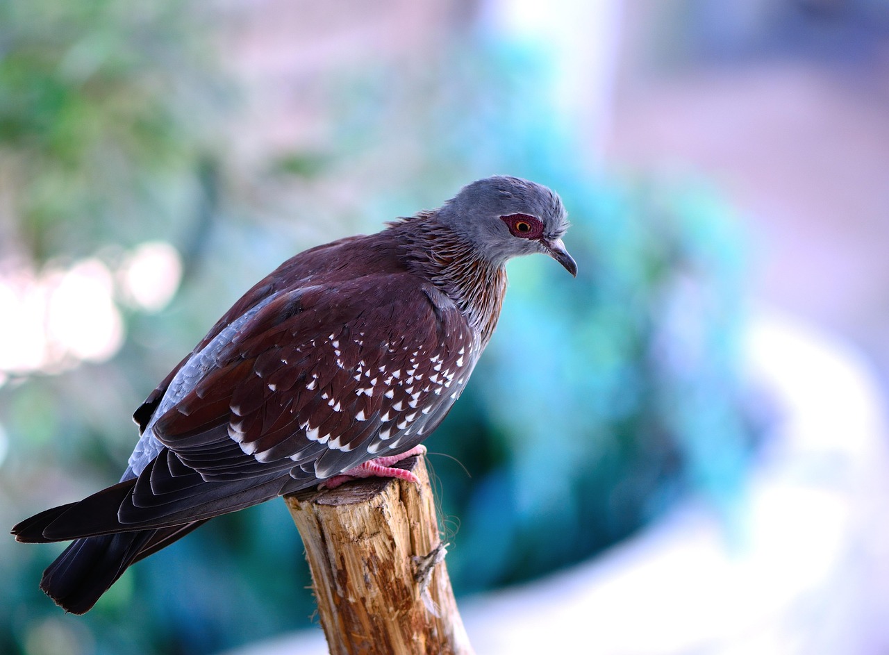 Pigeon Picture