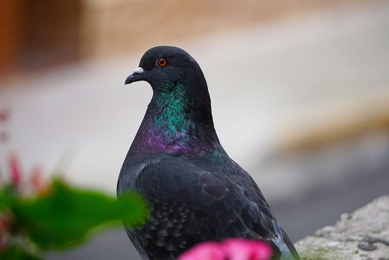 Pigeon Picture