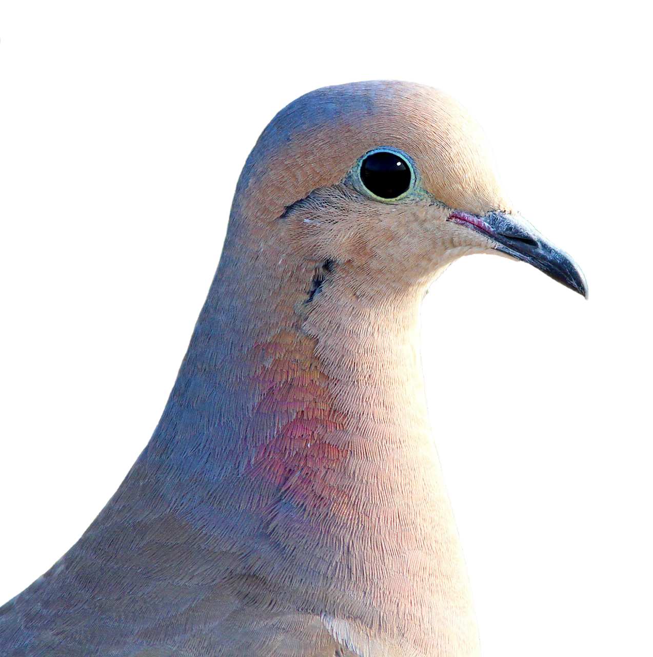 Pigeon Picture