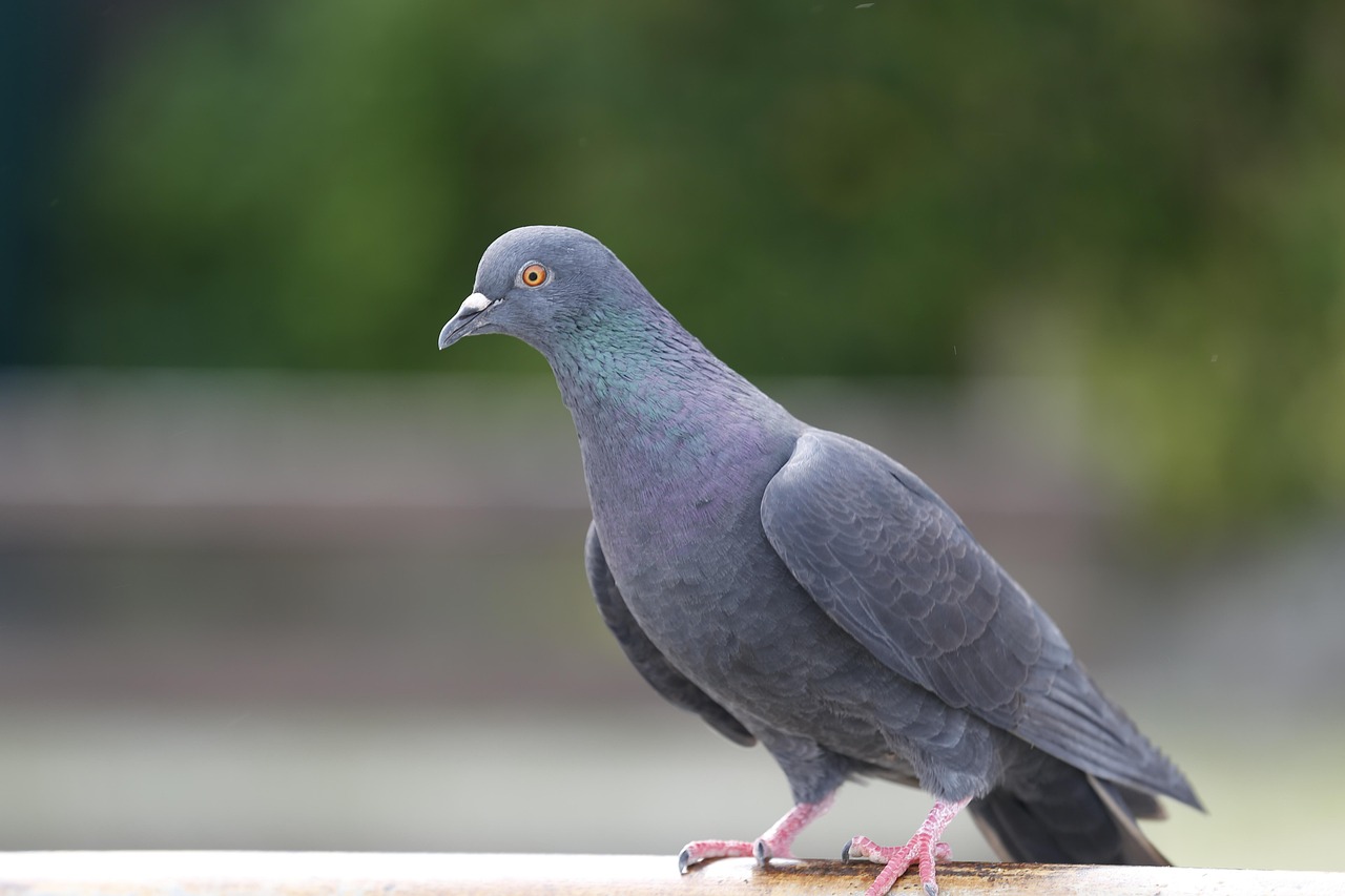 Pigeon Picture