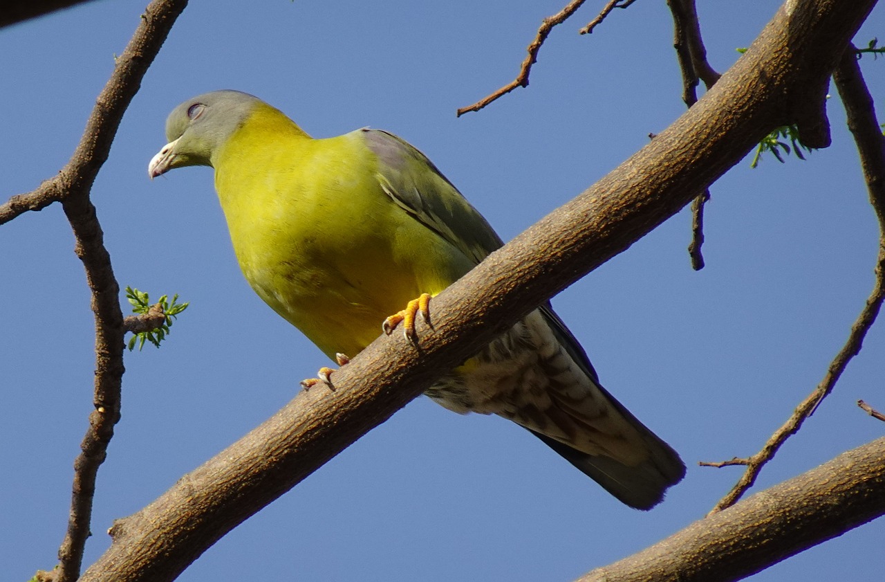 Pigeon Picture
